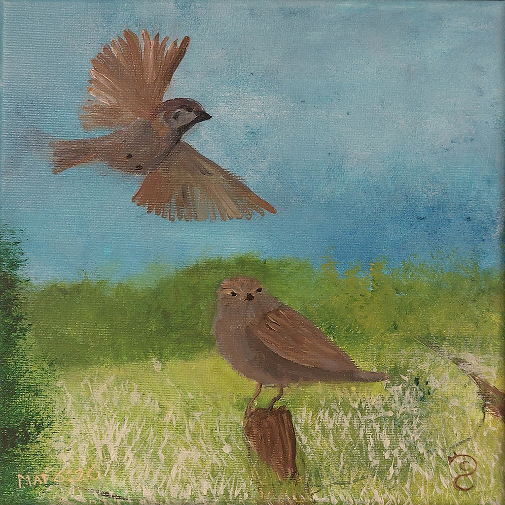 On the edge of a lush meadow, ready for reaping, two sparrows are coming together. As the male is flying through the air, the lady has already found a post from the barbed wire to perche on.